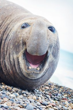 Aggressive sea elephant