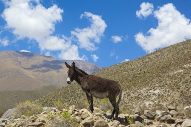 Ass in mountain