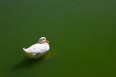 White duck clipart