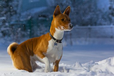 Basenji clipart