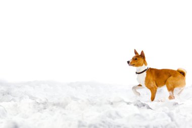 Dog in snow on white clipart