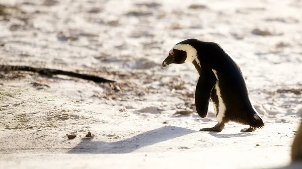 Pingvin distraherad — Stockfoto