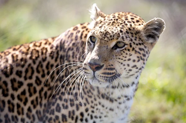 Leopard (Panthera pardus) — Stockfoto
