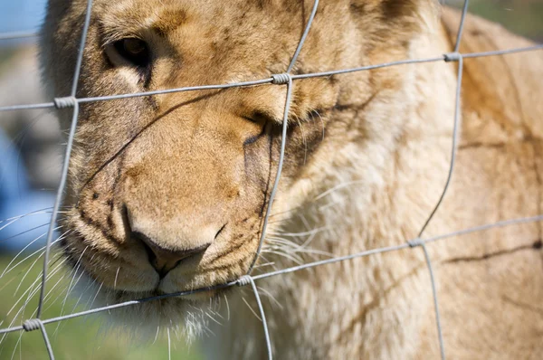 Leoa (Panthera leo) em uma jaula — Fotografia de Stock