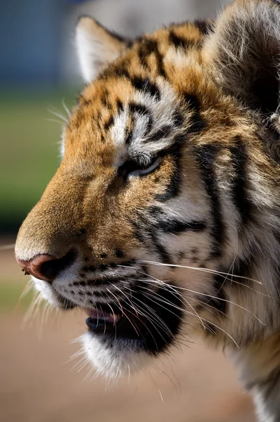 Portrait de tigre — Photo