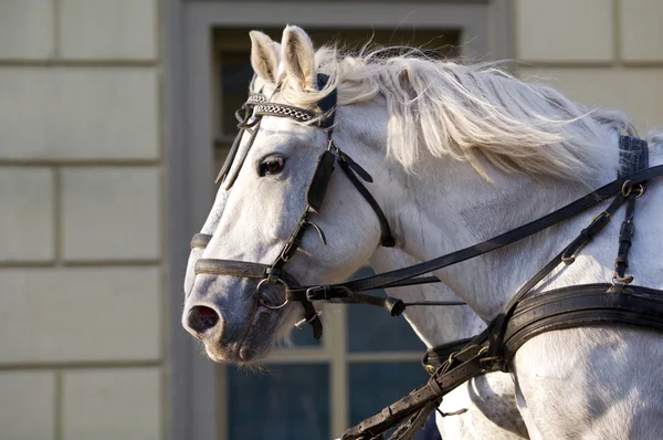 stock image White horse.