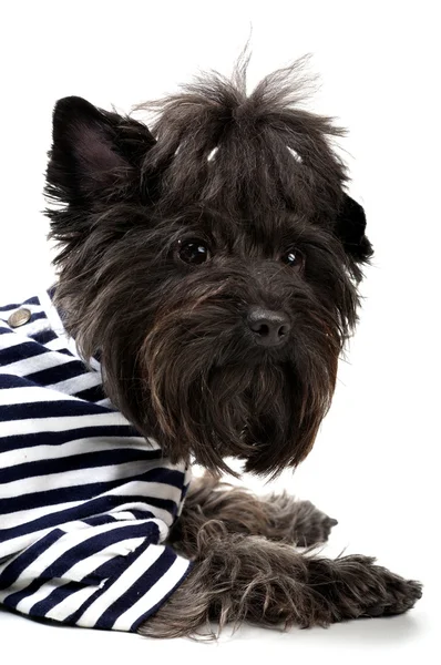 Portrait of a Yorkshire terrier — Stock Photo, Image