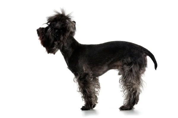 Profile Yorkshire terrier — Stock Photo, Image