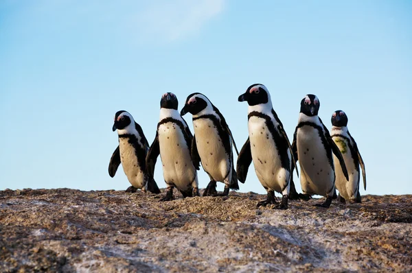 Pinguine stehen auf einem Felsen — Stockfoto