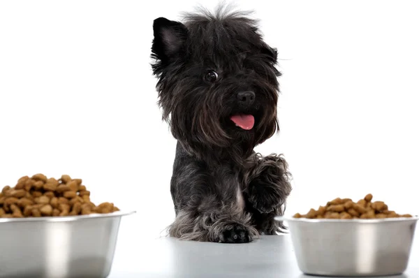 Yorkshire terrier and meal — Stock Photo, Image
