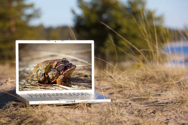 Laptop luar ruangan dan katak kawin — Stok Foto