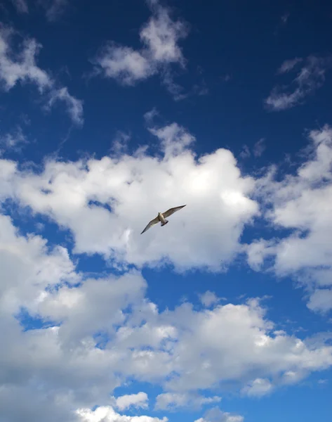 Seagull in the sky. — Stock Photo, Image