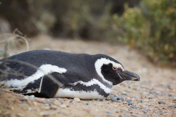 Pingvin liggande — Stockfoto