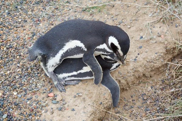 Penguins sex — Stock Photo, Image