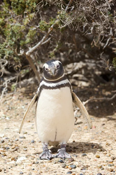 Pingouin sur la plage — Photo