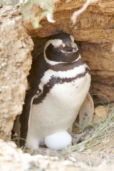 Pinguin und Ei — Stockfoto