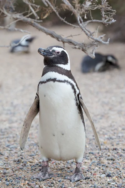 Pingvin på stranden — Stockfoto