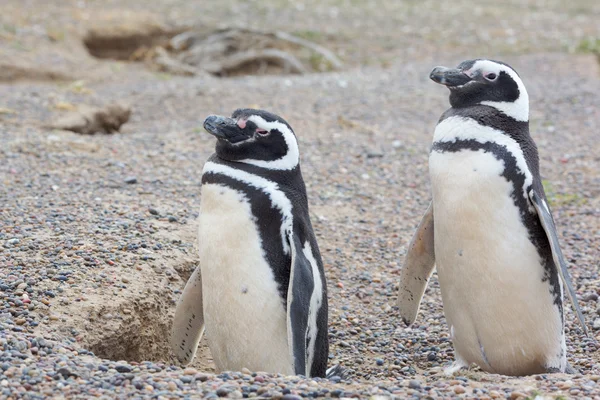 Zwei Pinguine und ein Nest — Stockfoto