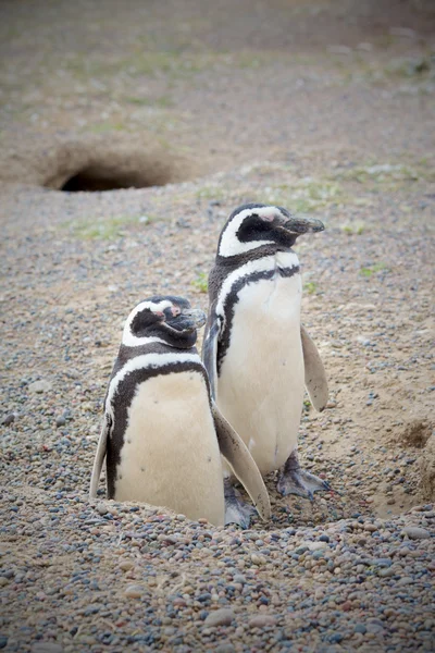 Two penguins and nest — Stock Photo, Image