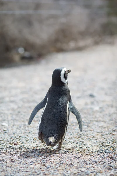 Pingouin sur la plage — Photo