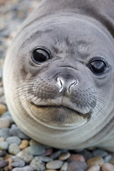 Mladý elephant seal — Stock fotografie