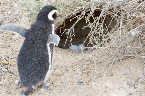 Pinguin und Nest — Stockfoto