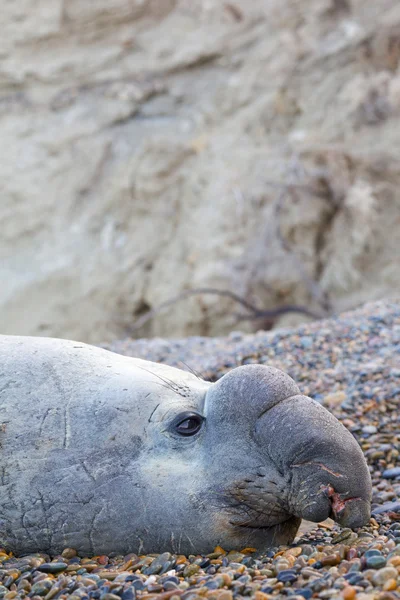 Deniz fili — Stok fotoğraf