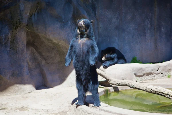 Siyah ayılar — Stok fotoğraf