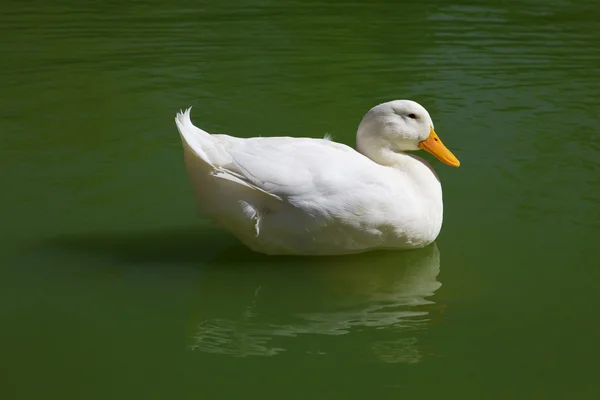 stock image White duck