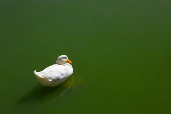 White duck — Stock Photo, Image