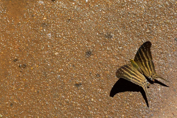 Farfalla marrone — Foto Stock