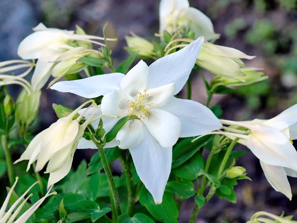 stock image White lilly