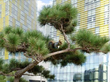 Pine tree with squirrel in the city clipart