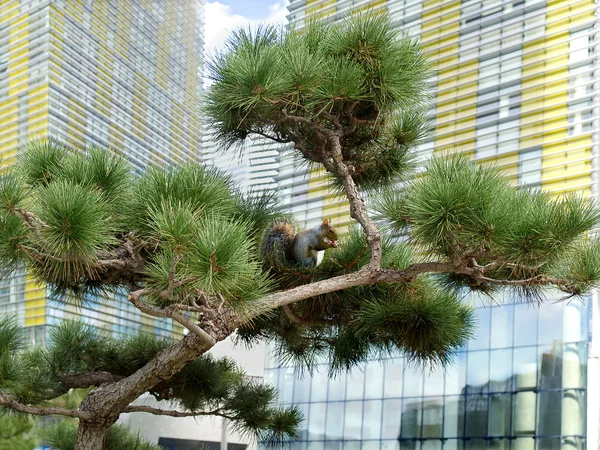 Pine tree with squirrel in the city — Stock Photo, Image