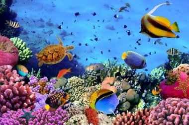 Картина, постер, плакат, фотообои "фото коралловой колонии на рифе, египет
", артикул 6901645
