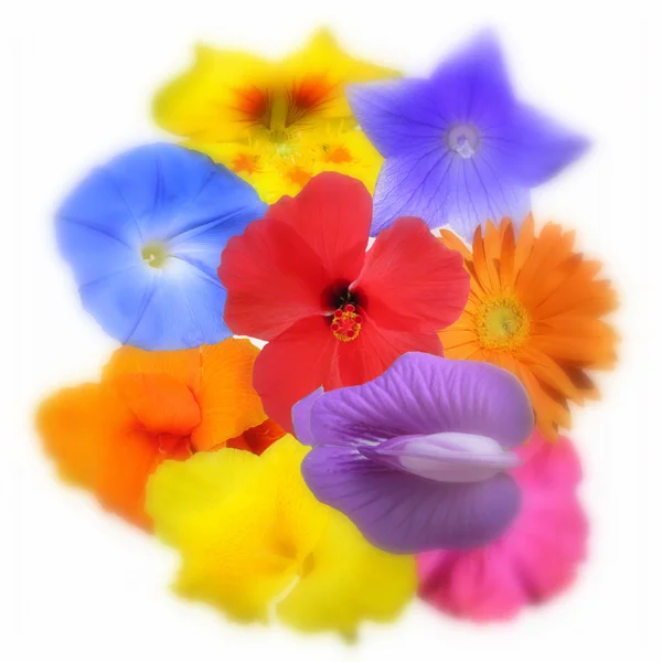 Colorato mazzo di fiori isolati su sfondo bianco — Foto Stock