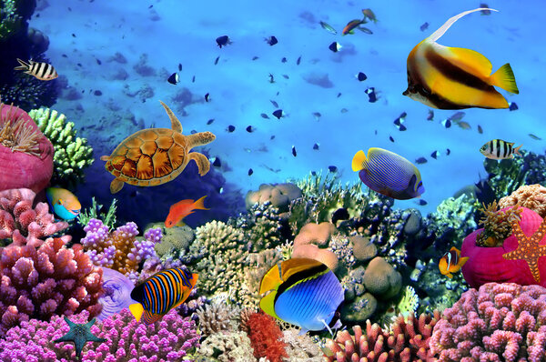 Фото коралловой колонии на рифе, Египет
