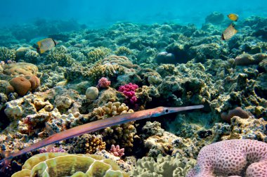 needlefish (tylosurus choram), red sea, Mısır