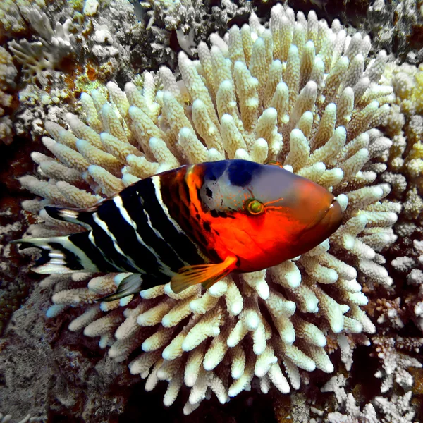 Redbreasted wrasse — Stockfoto
