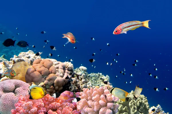 Pesce corallo Talassoma Klunzingeri (Klunzinger's Wrasse) nelle vicinanze di un — Foto Stock