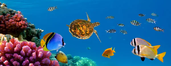Panorama submarino con tortuga, arrecife de coral y peces. Sharm el — Foto de Stock