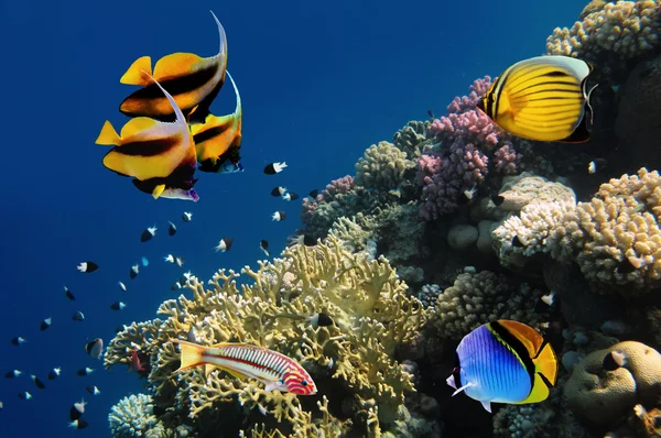 Υποθαλάσσια ζωή του ένα σκληρό-κοραλλιογενή ύφαλο, την Ερυθρά θάλασσα, Αίγυπτος — Φωτογραφία Αρχείου