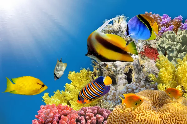 Фото коралловой колонии на вершине рифа — стоковое фото