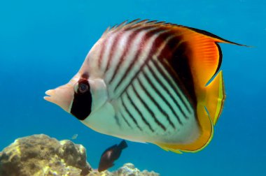 threadfin butterflyfish (chaetodon Arabacı), red sea, Mısır