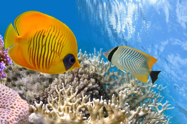 Vida submarina de un arrecife de coral duro, Mar Rojo, Egipto — Foto de Stock