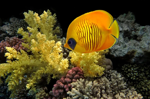 Подводный мир жесткого кораллового рифа, Красное море, Египет — стоковое фото