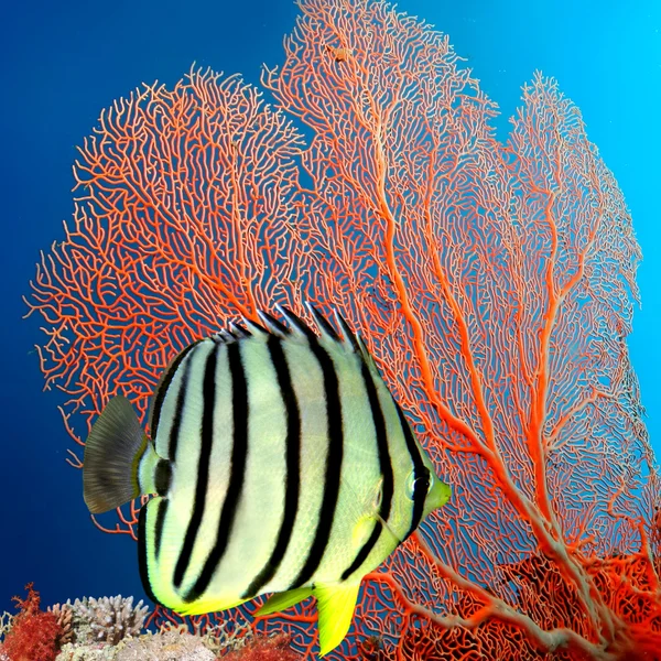 Eight-banded Butterflyfish (Chaetodon octofasciatus) — Stock Photo, Image