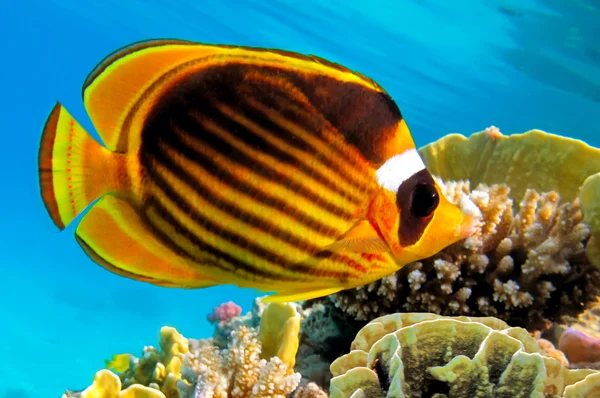 Raccoon butterflyfishes — Stock Photo, Image