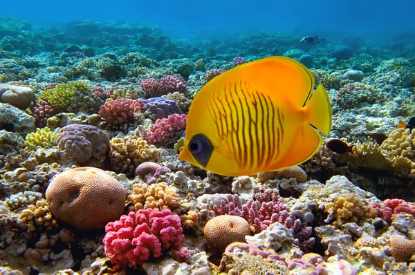 マスクの蝶の魚 （チョウチョウウオ semilarvatus) とサンゴ礁、r — ストック写真
