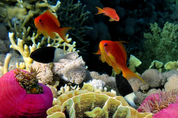 Podvodní život tvrdě korálového útesu, Rudé moře, egypt — Stock fotografie